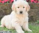 Golden Retriever Puppies for sale in New Haven, MI 48050, USA. price: $400