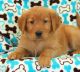 Golden Retriever Puppies for sale in San Mateo, CA, USA. price: NA