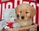 Golden Retriever Puppies for sale in Indianapolis, IN 46259, USA. price: $700