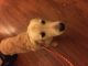 Golden Retriever Puppies for sale in Laurel, MD, USA. price: $750