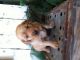 Golden Retriever Puppies for sale in Dundee, OH 44624, USA. price: NA