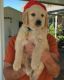 Golden Retriever Puppies for sale in California Oaks Rd, Murrieta, CA 92562, USA. price: $500