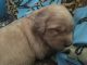 Golden Retriever Puppies for sale in Newark, OH, USA. price: NA