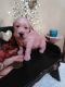 Golden Retriever Puppies for sale in Marion, IN, USA. price: NA