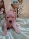 Golden Retriever Puppies for sale in Marion, IN, USA. price: NA
