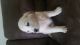 Golden Retriever Puppies for sale in Midland, MI, USA. price: NA