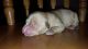 Golden Retriever Puppies for sale in Mayville, MI 48744, USA. price: NA