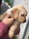 Golden Retriever Puppies for sale in Mira Loma, Jurupa Valley, CA, USA. price: NA
