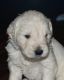 Golden Retriever Puppies for sale in Howard City, MI 49329, USA. price: $1,600