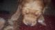 Golden Retriever Puppies for sale in Jewett, OH 43986, USA. price: NA