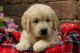 Golden Retriever Puppies for sale in Flower Mound, TX, USA. price: NA