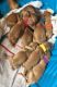 Golden Retriever Puppies for sale in Toronto, OH 43964, USA. price: NA
