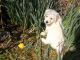 Golden Retriever Puppies for sale in Rancho Cucamonga, CA 91737, USA. price: $500