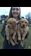 Golden Retriever Puppies for sale in Newton Grove, NC 28366, USA. price: $1,000