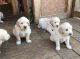 Golden Retriever Puppies for sale in Belfair, WA 98528, USA. price: NA
