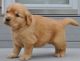 Golden Retriever Puppies for sale in Northridge, CA 91328, USA. price: NA