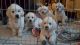 Golden Retriever Puppies for sale in Ohio Dr, New Hyde Park, NY 11042, USA. price: NA