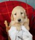 Golden Retriever Puppies for sale in Grabill, IN 46741, USA. price: NA