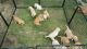 Golden Retriever Puppies for sale in Palmdale, CA, USA. price: $1,500