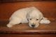 Golden Retriever Puppies for sale in Dixon, IL 61021, USA. price: $1,200