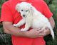 Golden Retriever Puppies for sale in Castle Rock, CO, USA. price: $1,000