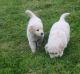 Golden Retriever Puppies for sale in Providence, RI, USA. price: NA