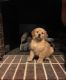 Golden Retriever Puppies for sale in Chickasha, OK, USA. price: NA