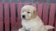 Golden Retriever Puppies for sale in Chickasha, OK, USA. price: NA