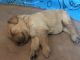 Golden Retriever Puppies for sale in Pickford Township, MI, USA. price: NA