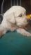Golden Retriever Puppies for sale in Lisbon, OH 44432, USA. price: NA