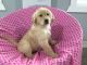 Golden Retriever Puppies for sale in Sugarcreek, OH 44681, USA. price: $800
