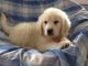 Golden Retriever Puppies for sale in Sugarcreek, OH 44681, USA. price: $1,500