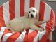 Golden Retriever Puppies for sale in Sugarcreek, OH 44681, USA. price: $1,500