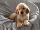 Golden Retriever Puppies for sale in Sugarcreek, OH 44681, USA. price: $750