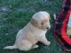 Golden Retriever Puppies for sale in Irwin, OH, USA. price: NA
