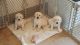 Golden Retriever Puppies for sale in Spring Hill, FL, USA. price: $1,500