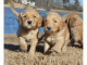 Golden Retriever Puppies for sale in IL-59, Plainfield, IL, USA. price: $500