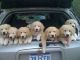 Golden Retriever Puppies for sale in 58503 Rd 225, North Fork, CA 93643, USA. price: NA