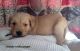 Golden Retriever Puppies for sale in Houston, TX 77001, USA. price: NA