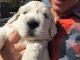 Golden Retriever Puppies for sale in Pittsburgh, PA, USA. price: NA
