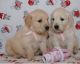 Golden Retriever Puppies for sale in Eustis, FL, USA. price: NA