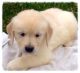Golden Retriever Puppies for sale in Utah Olympic Park, UT-224, Park City, UT 84098, USA. price: $350