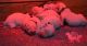 Golden Retriever Puppies for sale in TX-121, Blue Ridge, TX 75424, USA. price: NA