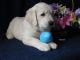 Golden Retriever Puppies for sale in Varysburg, NY 14167, USA. price: NA