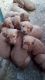 Golden Retriever Puppies for sale in Colorado City, CO, USA. price: $650