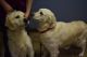 Golden Retriever Puppies for sale in Williamston, MI 48895, USA. price: $2,000