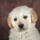 Golden Retriever Puppies for sale in Fort Wayne, IN, USA. price: NA