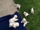Golden Retriever Puppies for sale in Texas Ave, Houston, TX, USA. price: NA