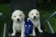 Golden Retriever Puppies for sale in Miami Gardens, FL, USA. price: NA