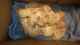 Golden Retriever Puppies for sale in Linden, NC 28356, USA. price: NA